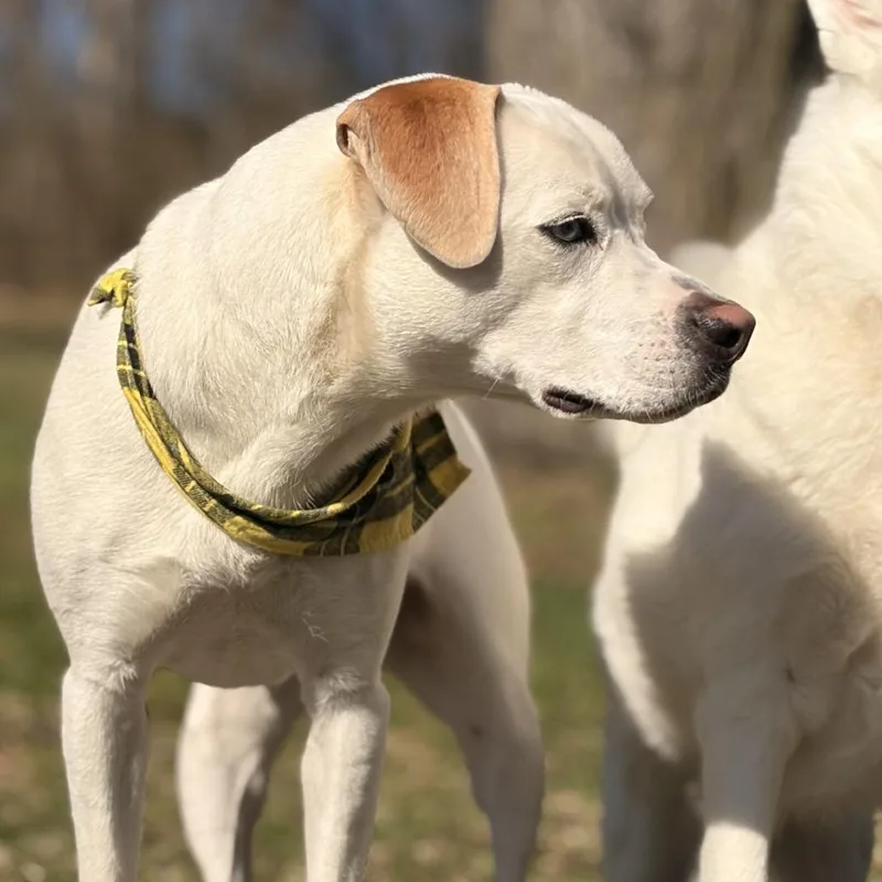 Pixie Mae thumbnail 4