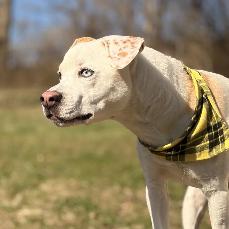 Pixie Mae thumbnail 5