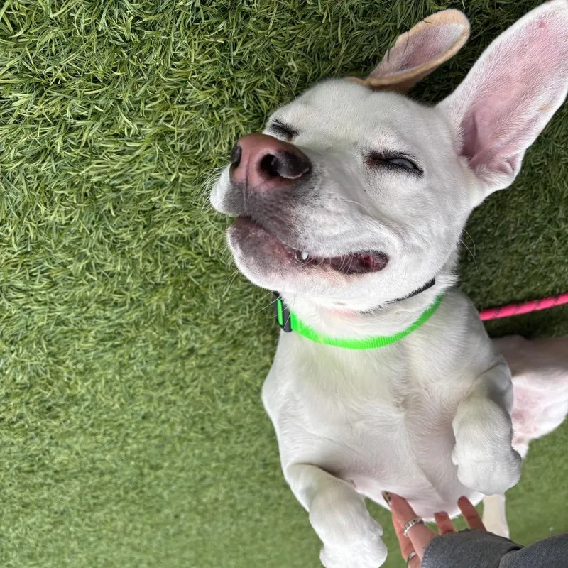 Pixie Mae thumbnail 6