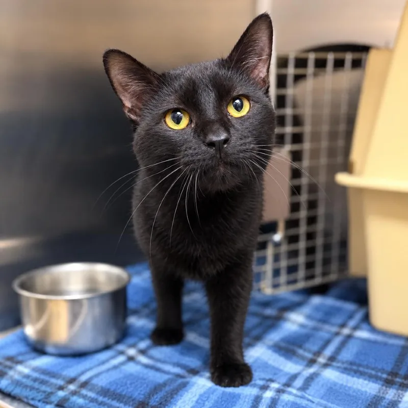 A young large-sized male Black Domestic Short Hair cat named Lovey for adoption in Milan, IL