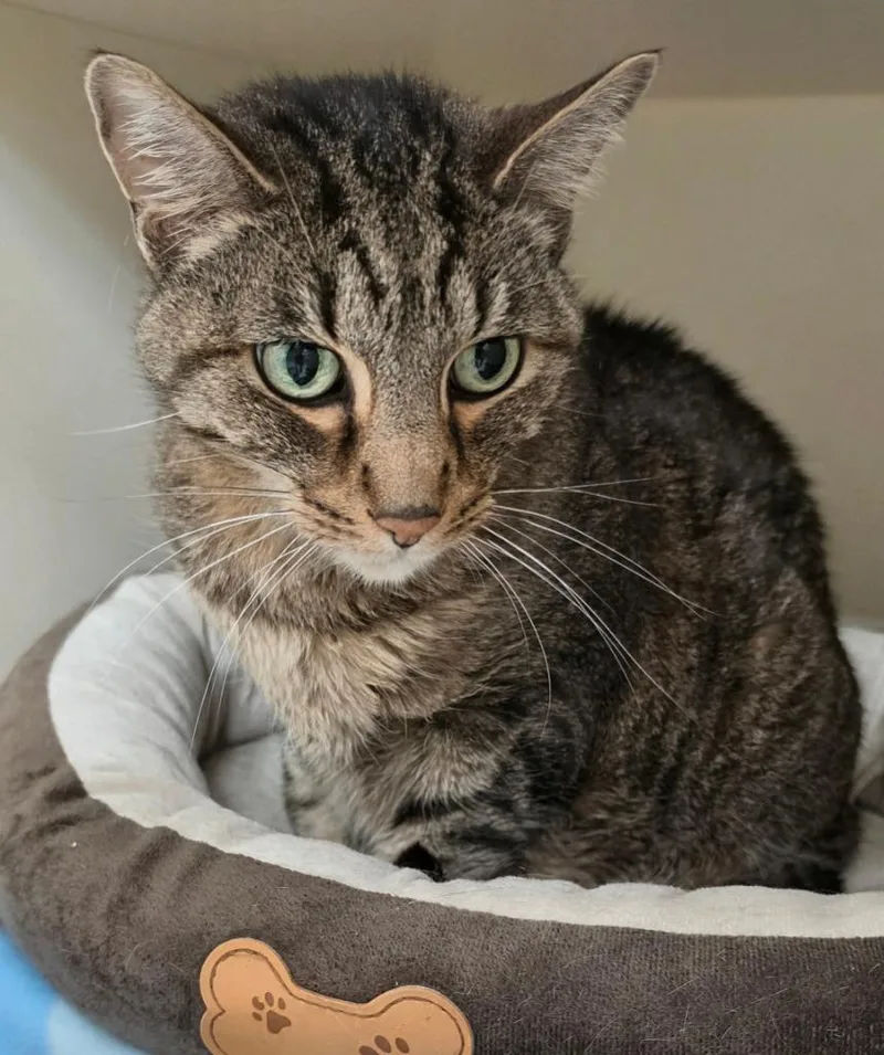 An adult medium-sized male Domestic Short Hair cat named Chonk Norris for adoption in Bloomington, IN