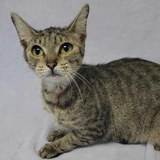 A young medium-sized female Tabby (Brown / Chocolate) Domestic Short Hair cat named Kiki for adoption in Valdosta, GA