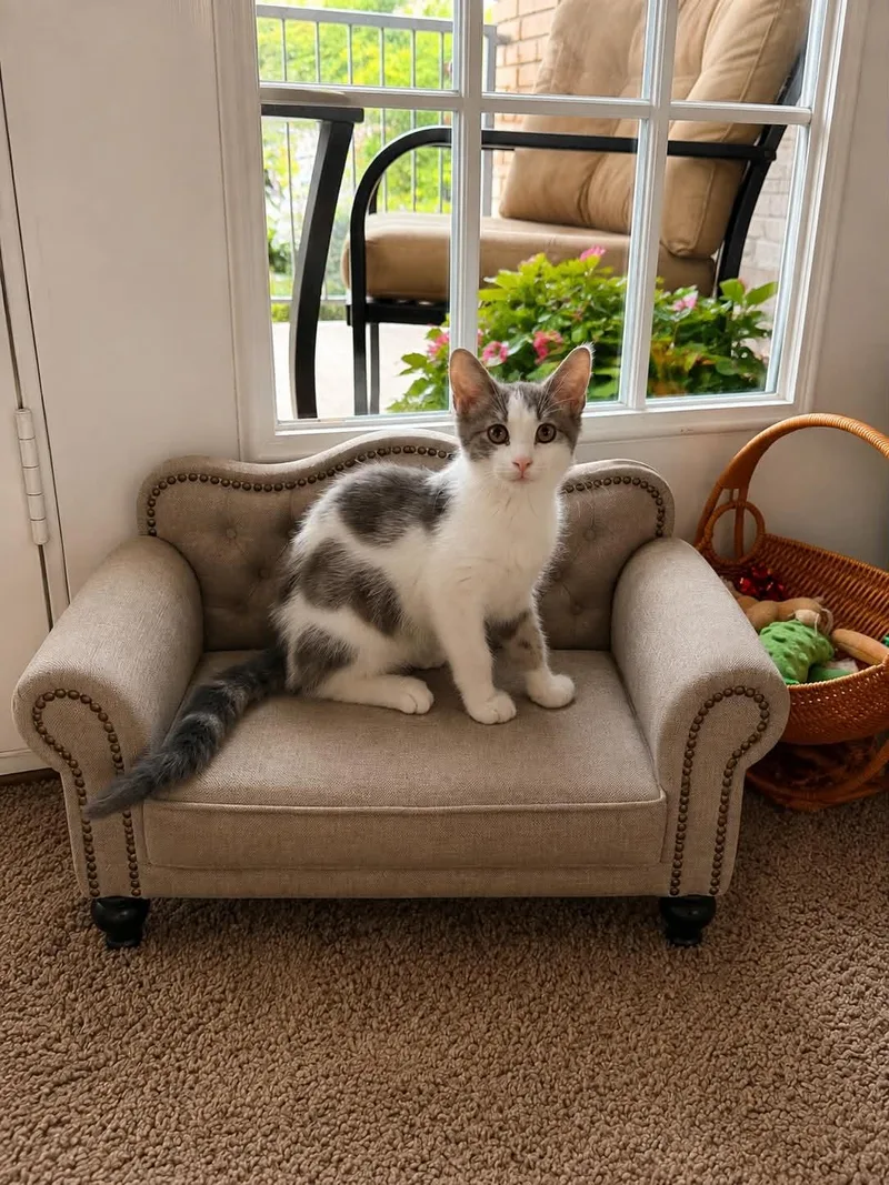 A baby small-sized male Domestic Short Hair cat named Elijah for adoption in Randolph, AL