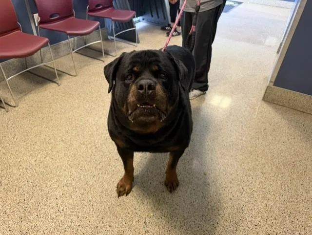 An adult extra large-sized male Rottweiler dog named Mathew for adoption in Miami, FL