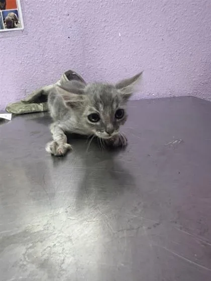 A baby small-sized male Gray / Blue / Silver Domestic Short Hair cat named 61576552 for adoption in El Paso, TX