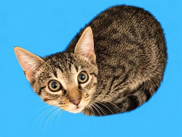 A baby small-sized male Domestic Short Hair cat named Tiggy for adoption in Miami, FL