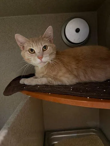 An adult medium-sized female Domestic Short Hair cat named Washi for adoption in Washington, DC
