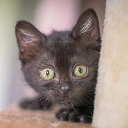 A baby small-sized female Domestic Short Hair cat named Potato for adoption in Wheaton, IL
