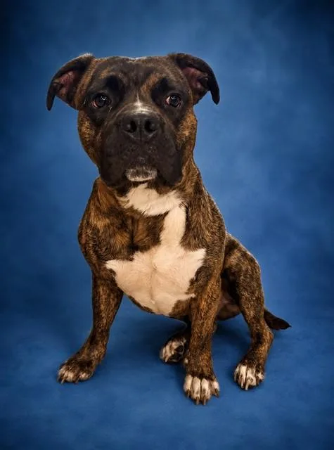 A young medium-sized male Pit Bull Terrier dog named Dodger for adoption in Westminster, MD