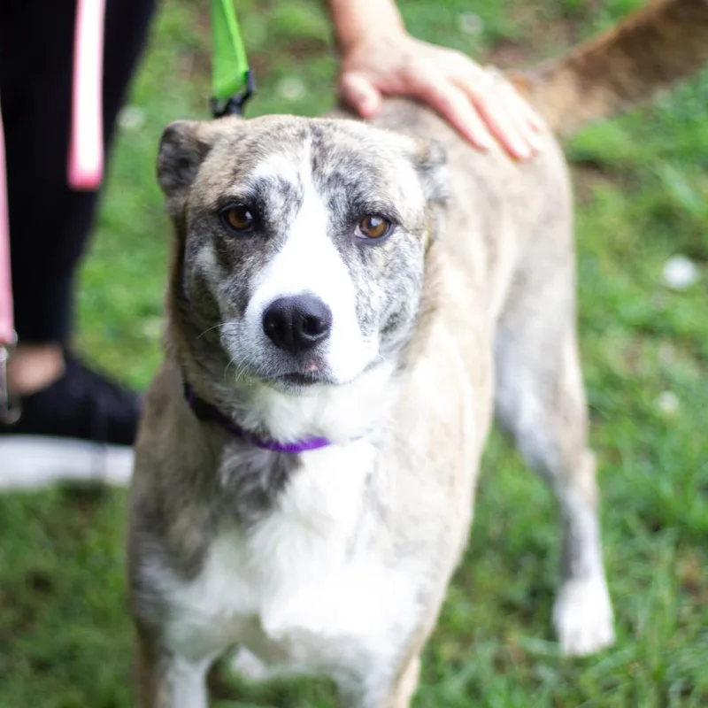 An adult medium-sized female Mountain Cur dog named Lady for adoption in Cumming, GA