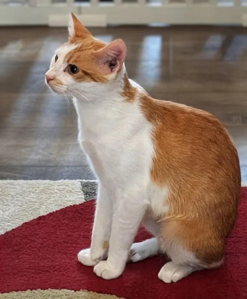 A young medium-sized female Orange & White Domestic Short Hair cat named Jenny Lynn for adoption in Mount Carmel, IL