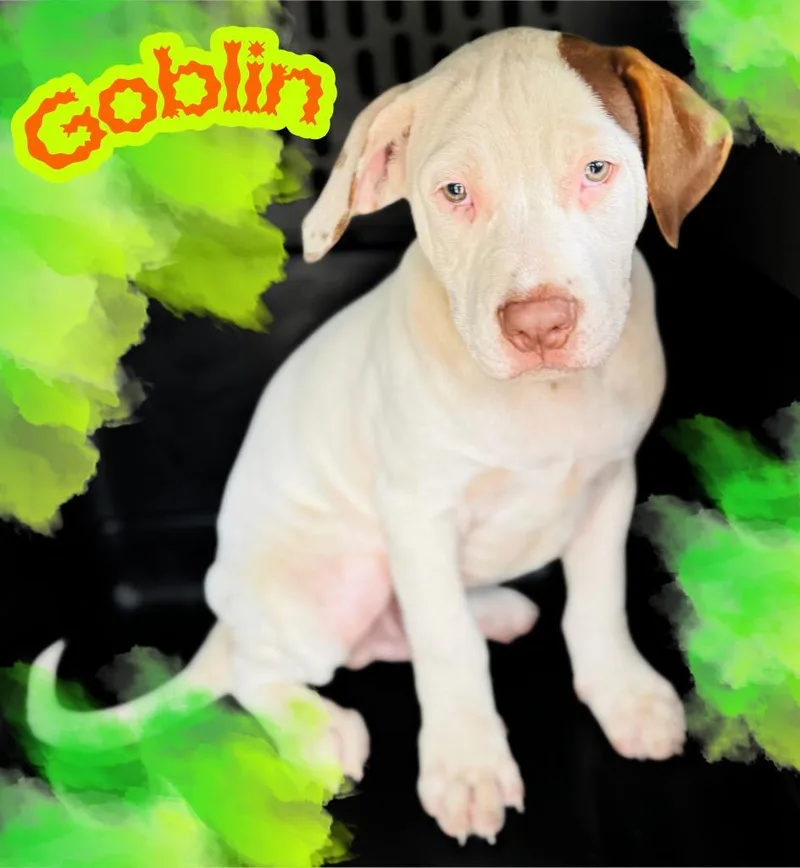 A baby large-sized male Pit Bull Terrier dog named Goblin for adoption in Claremore, OK