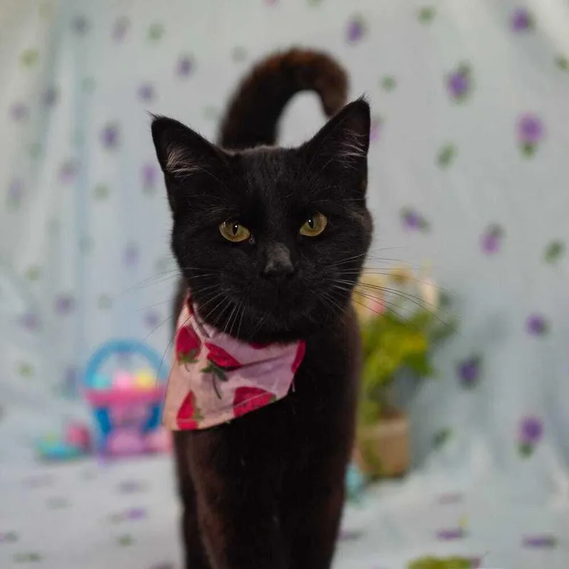 Lady Macbeth thumbnail 2