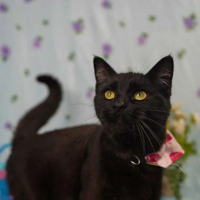 Lady Macbeth thumbnail 3