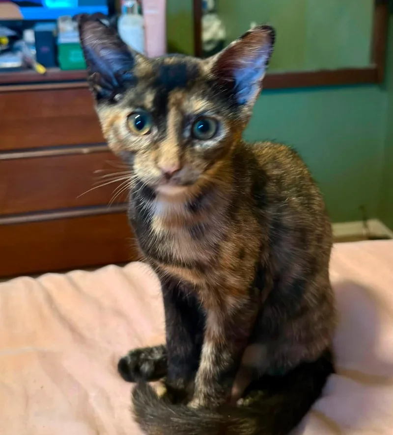 Mochi