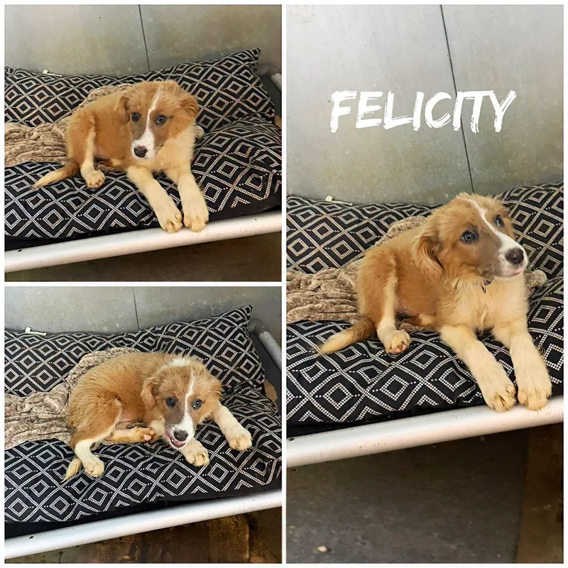 A young medium-sized female Golden Australian Shepherd dog named Felicity for adoption in Saint James, MO