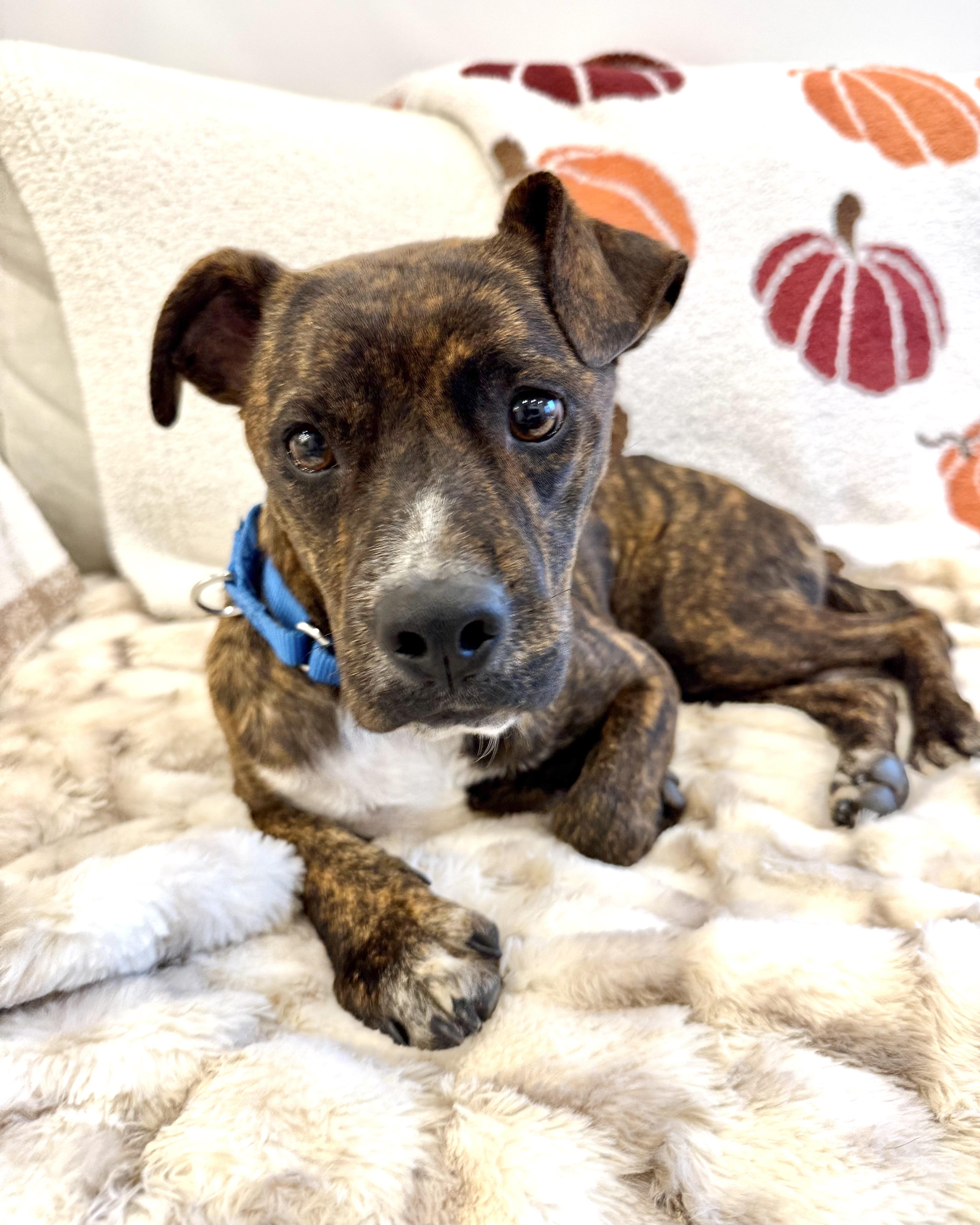 A young medium-sized female Brindle Australian Shepherd dog named Indie for adoption in New York, NY