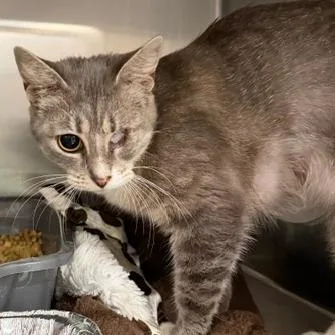 A young medium-sized female Domestic Short Hair cat named Patchy for adoption in Cumming, GA