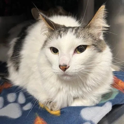 An adult medium-sized female White Domestic Medium Hair cat named Dori for adoption in Owosso, MI