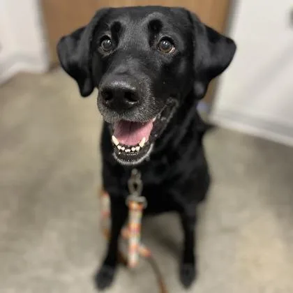 An adult large-sized male Mixed Breed dog named Teddy for adoption in Janesville, WI