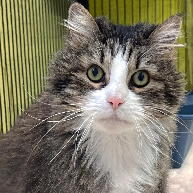A senior large-sized female Domestic Long Hair cat named Diana for adoption in St. Louis, MO