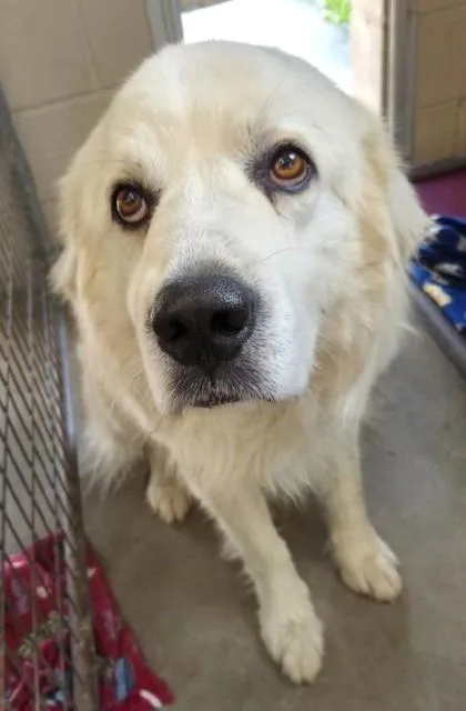 An adult large-sized male Mixed Breed dog named Meatloaf for adoption in Madison, NJ