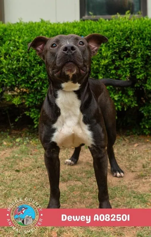 An adult medium-sized male Black American Bulldog dog named Dewey for adoption in Mobile, AL
