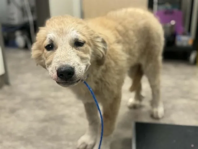 A baby extra large-sized male Mixed Breed dog named Oakly for adoption in Dallas, TX