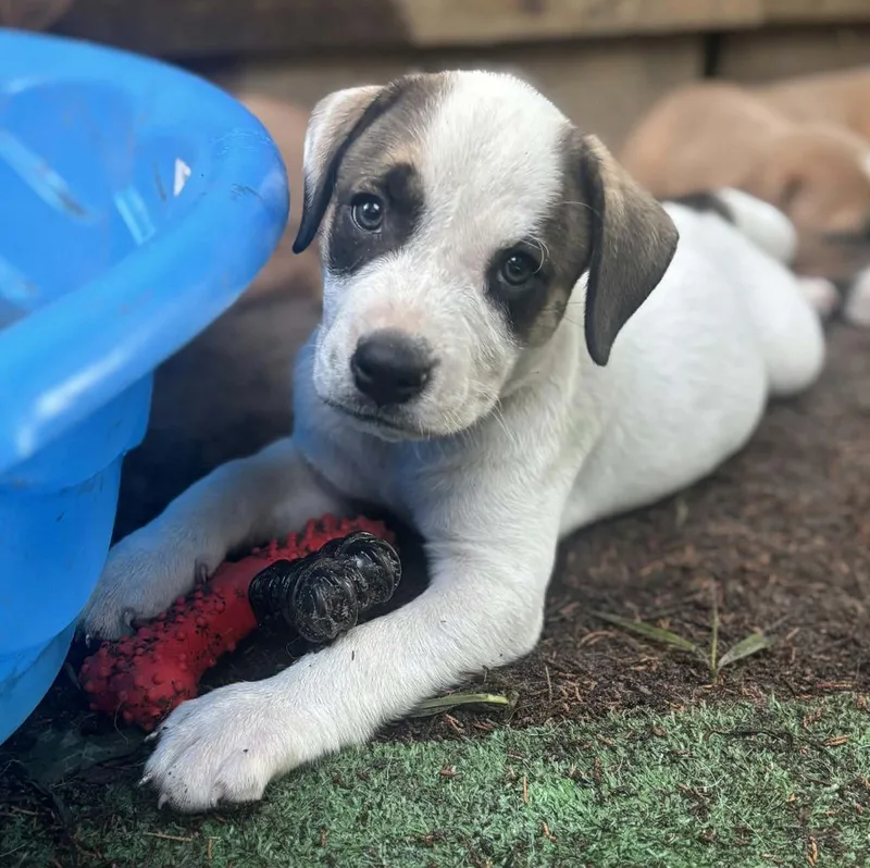 A baby medium-sized male Boxer dog named Pongo for adoption in Seven Points, TX