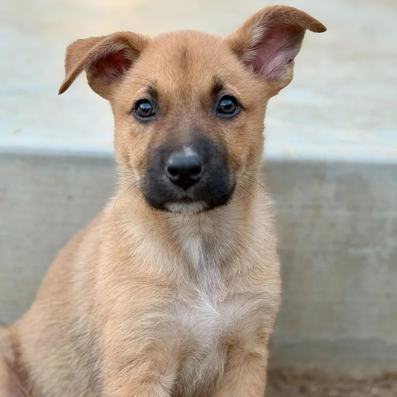 A baby small-sized female Yellow / Tan / Blond / Fawn Cattle Dog dog named Sandy for adoption in Riverside, CA