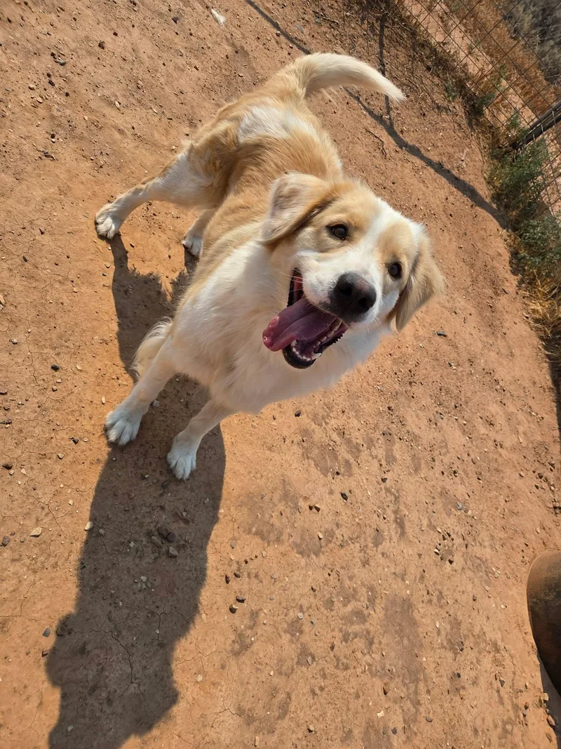 Gemma