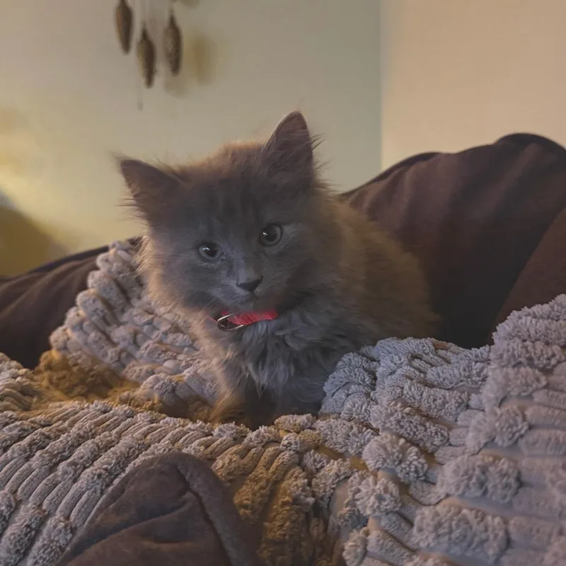 A baby small-sized female Gray / Blue / Silver Domestic Long Hair cat named Cadbury for adoption in Belleville, IL