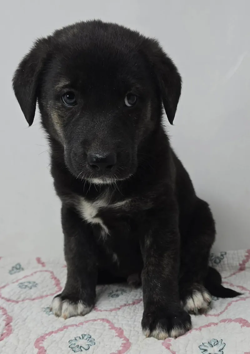 Bayou Prince thumbnail 2