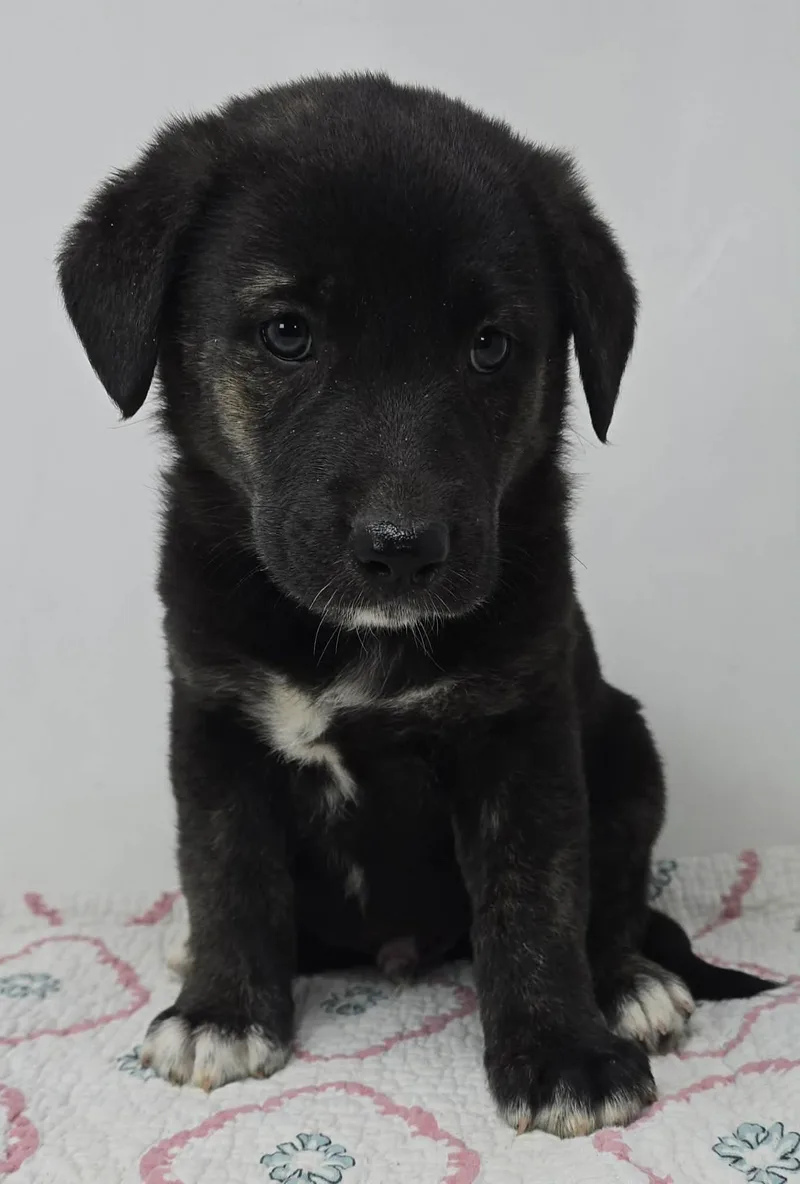 Bayou Prince thumbnail 4