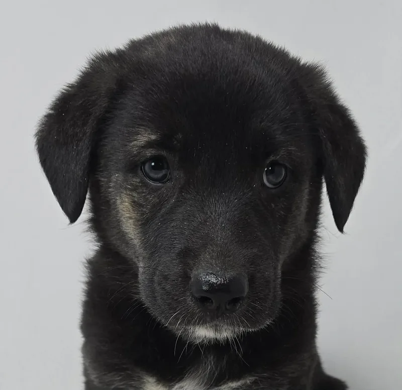 Bayou Prince thumbnail 5