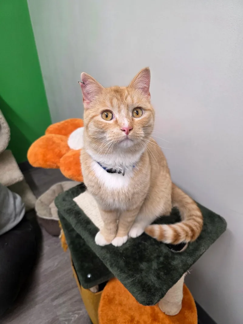 A young large-sized male Tabby (Orange / Red) Domestic Short Hair cat named Garfield for adoption in Sauk City, WI