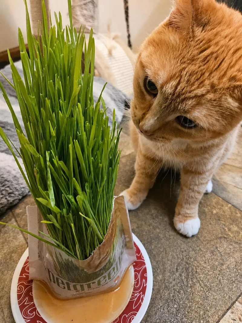 Garfield thumbnail 2