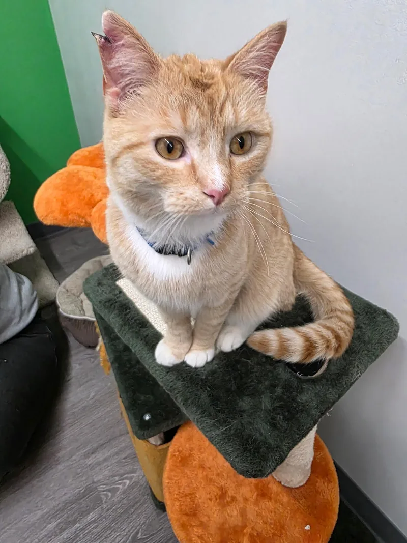 Garfield thumbnail 5