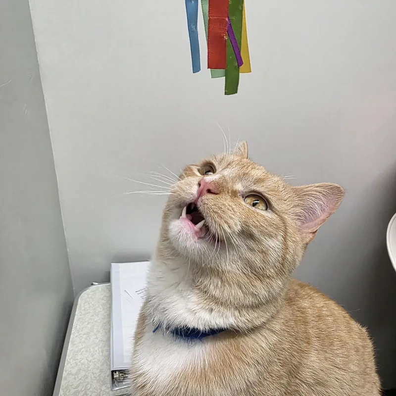 Garfield thumbnail 6