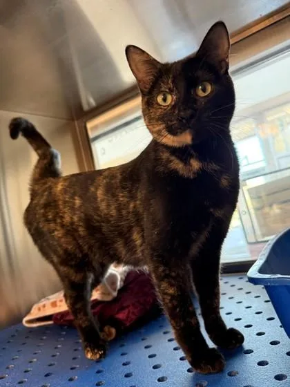 A young small-sized female Domestic Short Hair cat named Blythe for adoption in North Richland Hills, TX