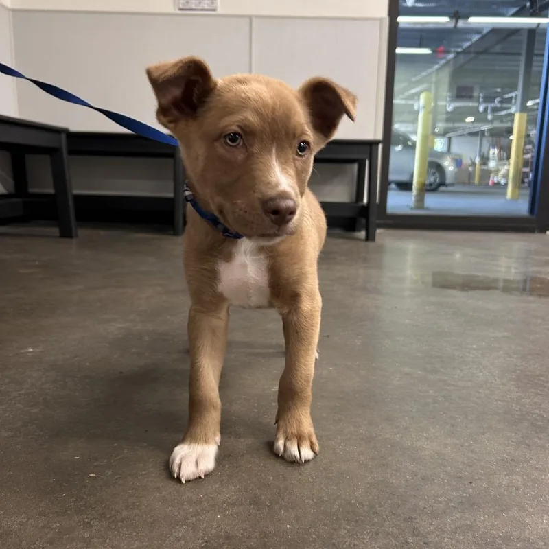 An adult medium-sized male Brown / Chocolate Australian Shepherd dog named Kemba for adoption in Tampa, FL