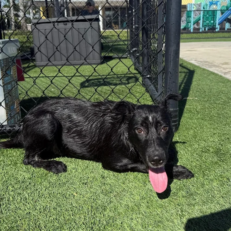 A young medium-sized male Black Mixed Breed dog named Figaro for adoption in Bradenton, FL