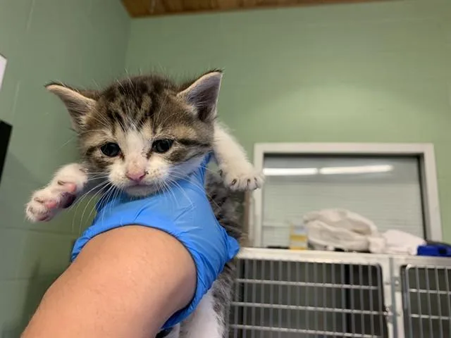 A baby small-sized female Domestic Medium Hair cat named Fairy for adoption in Grand Prairie, TX