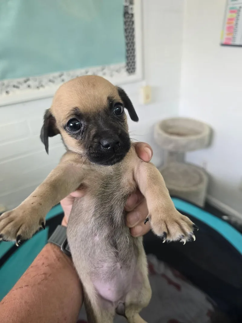 A baby small-sized female Yellow / Tan / Blond / Fawn Rat Terrier dog named Echo for adoption in Globe, AZ