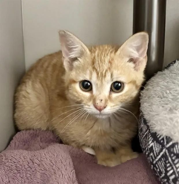 A baby small-sized male Domestic Medium Hair cat named Crush for adoption in Kalamazoo, MI