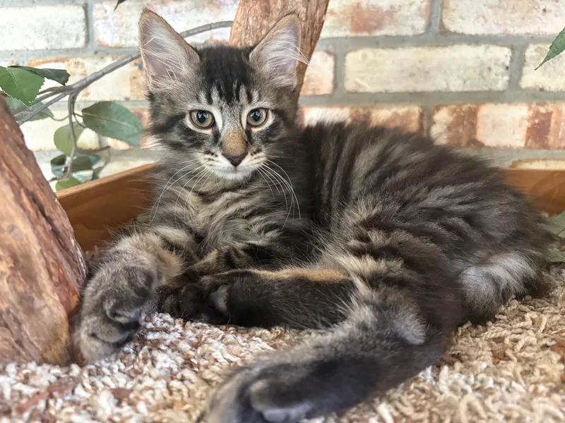 A baby medium-sized male Domestic Short Hair cat named Hamm for adoption in Karns City, PA