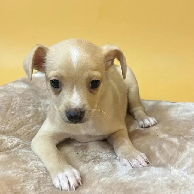 A baby small-sized male Yellow / Tan / Blond / Fawn Terrier dog named Daisy for adoption in San Saba, TX
