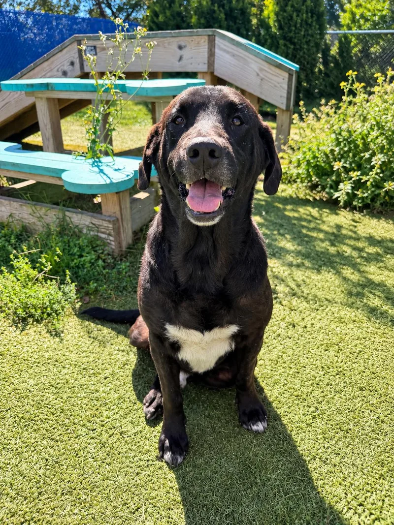 An adult large-sized male Black Labrador Retriever dog named Preacher for adoption in Wooster, OH