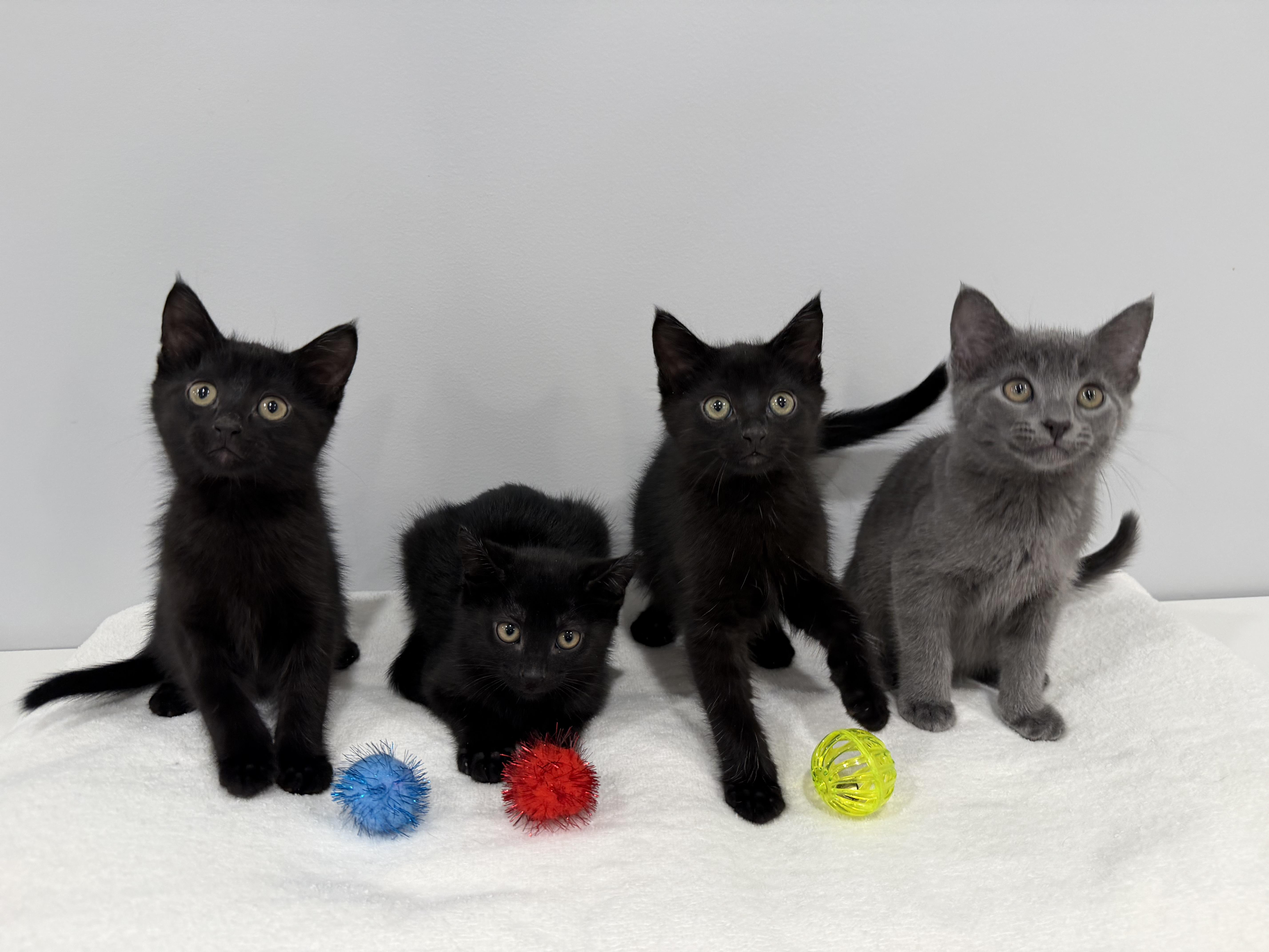 A baby medium-sized male Black Domestic Short Hair cat named Raspberry for adoption in Chicago, IL