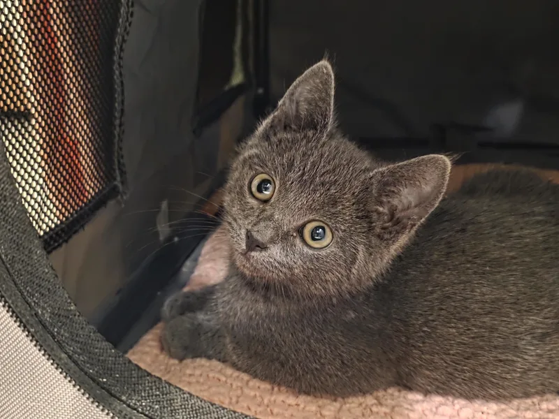 A baby medium-sized male Gray / Blue / Silver Domestic Short Hair cat named Jeff for adoption in Mission Viejo, CA